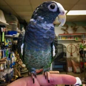 White Capped Pionus for sale